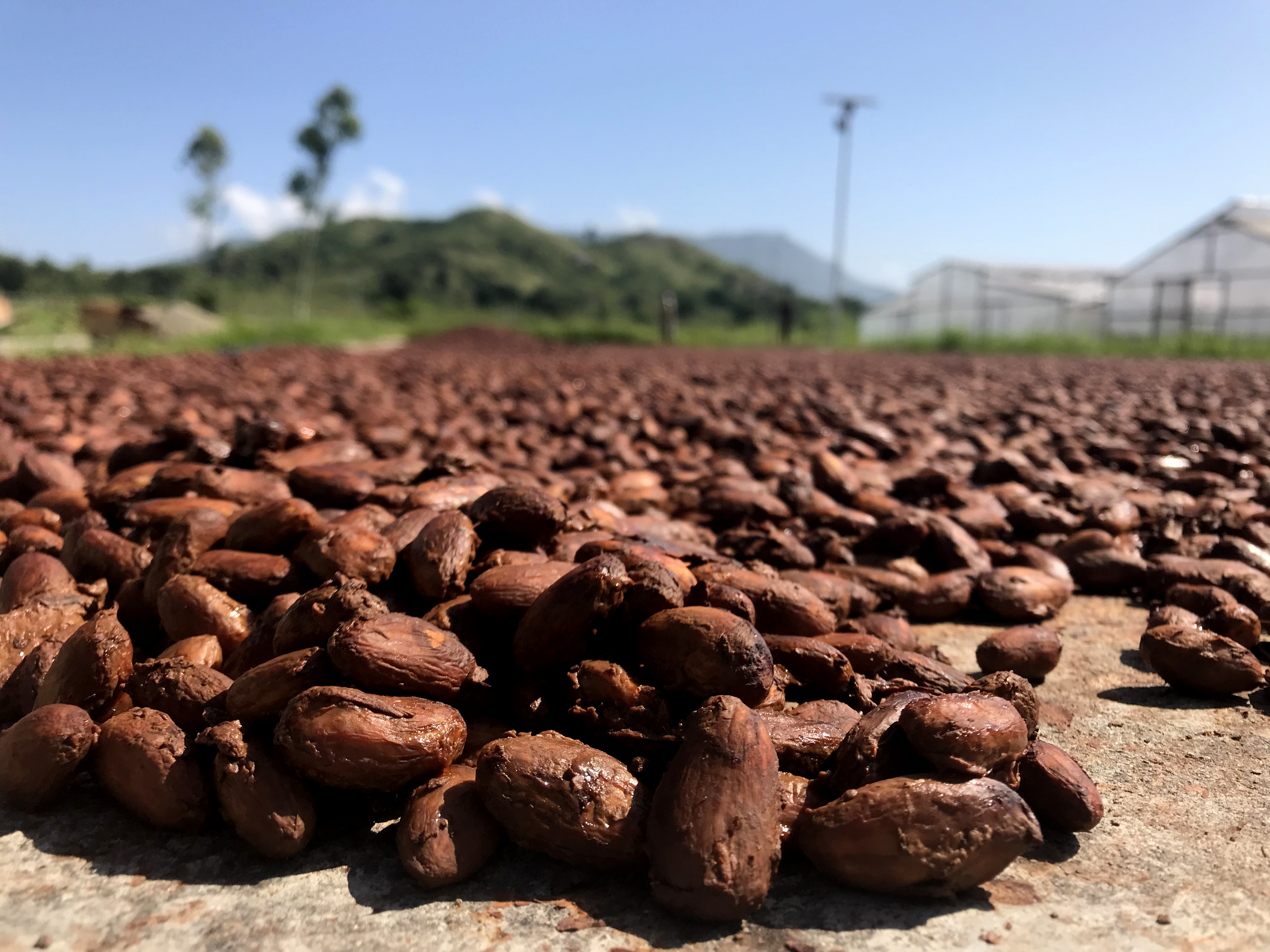 Wet cocoa beans drying on patio